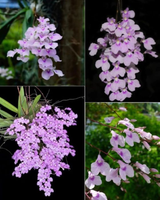 Орхидея мини Ionopsis utricularioides