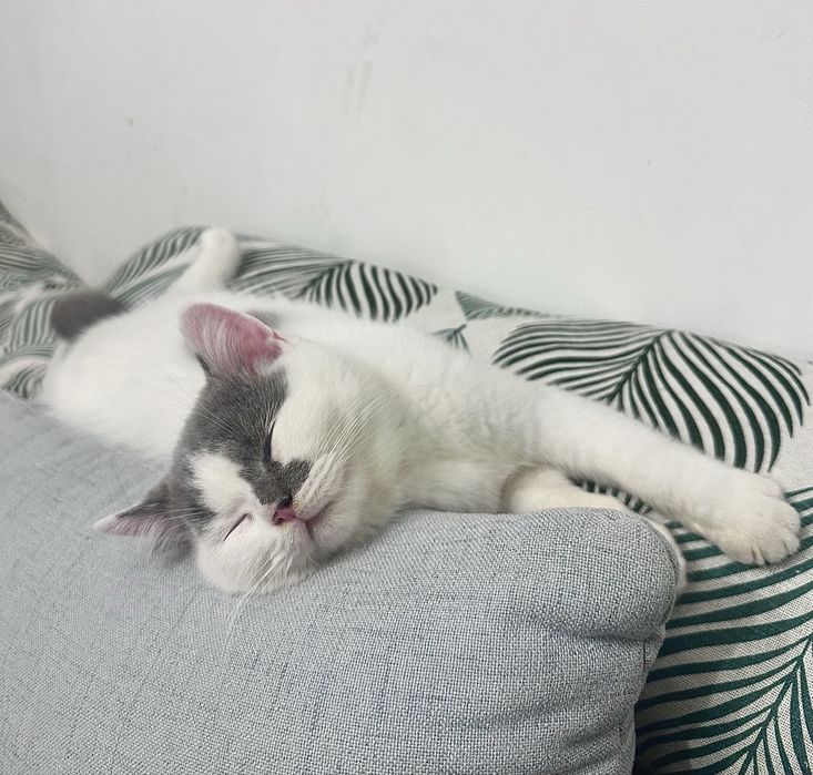 Koty Brytyjskie z rodowodem