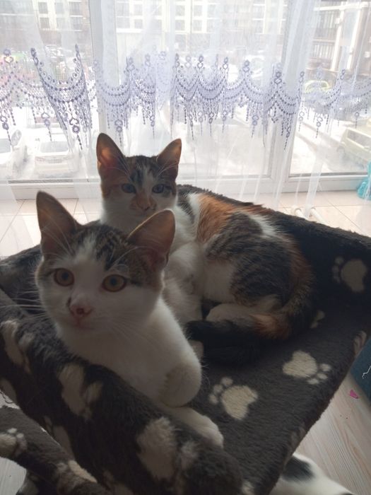 Домашні котики,братик і сестричка