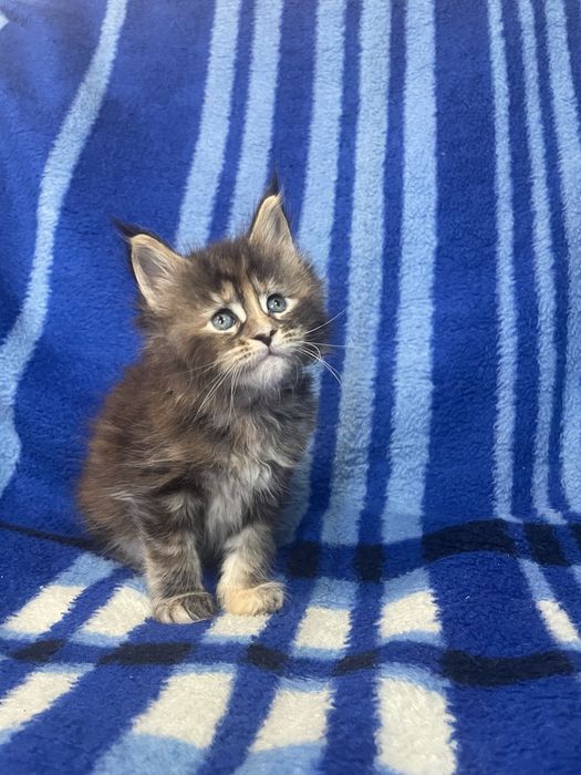 Мейн-кушата левенята