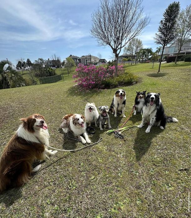 Treinamento e passeio com cães