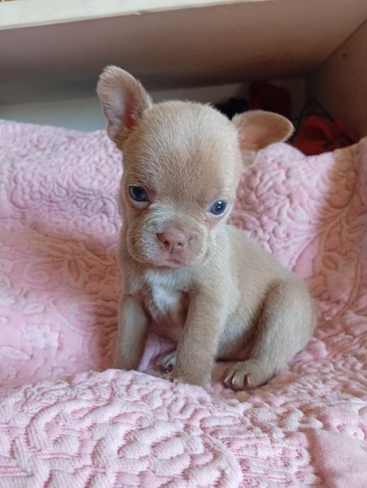 Ecelente Buldog francês