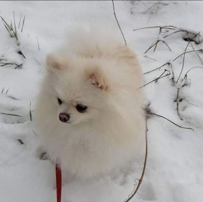 Дівчинка померанського шпіца лисичка