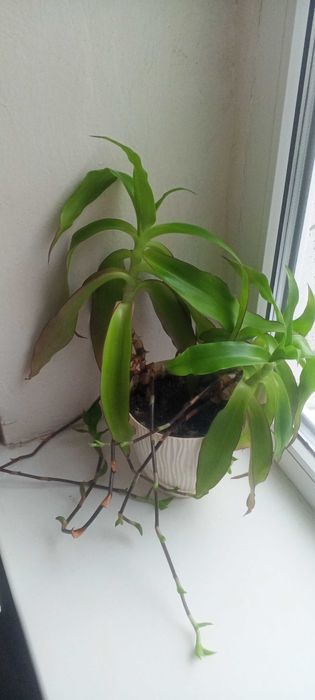 Золотий вус - кімнатна рослина