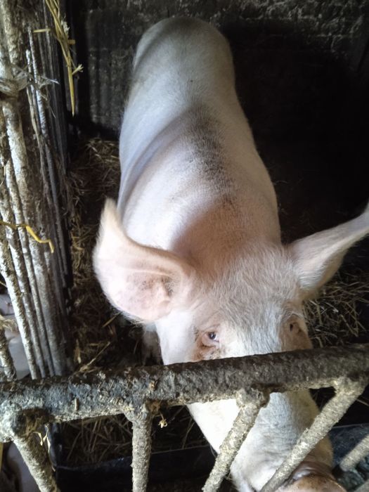 Продам кабана