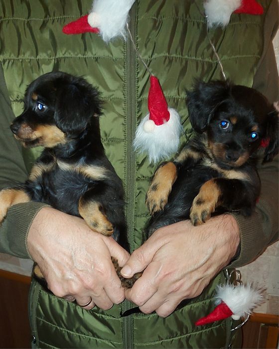 Готовятся к продаже эффектные девочки длинношерстного той терьера