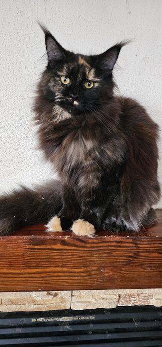 Черепаховая девочка мейн кун