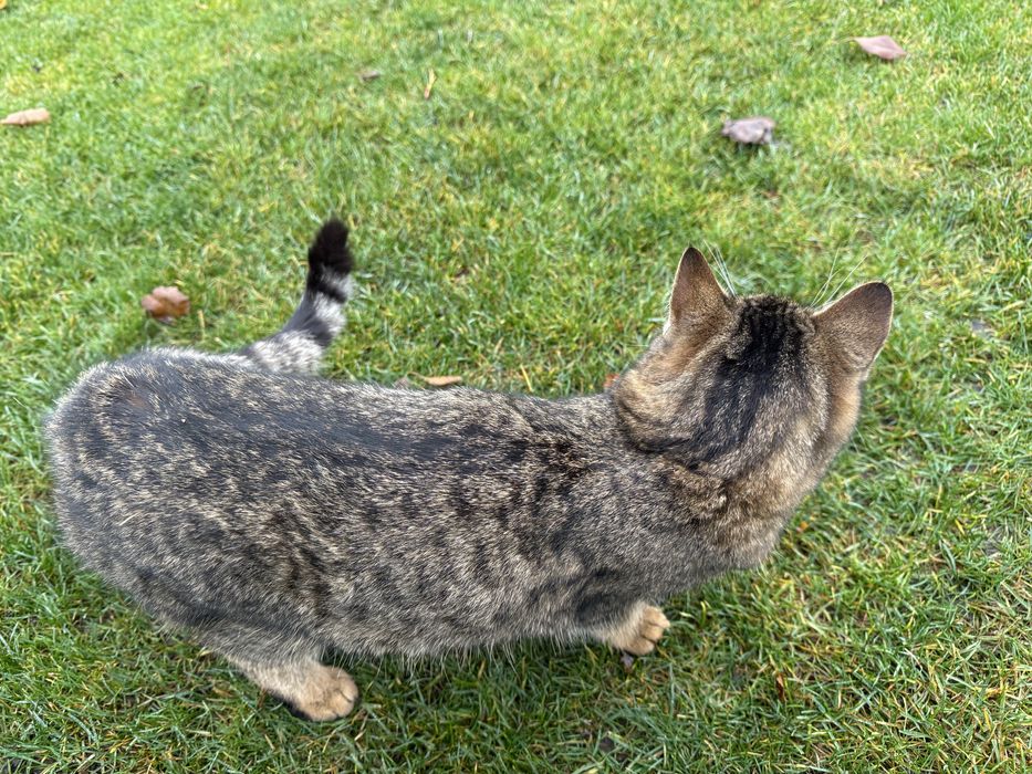 Отдам молодого кота подростка в хорошие руки