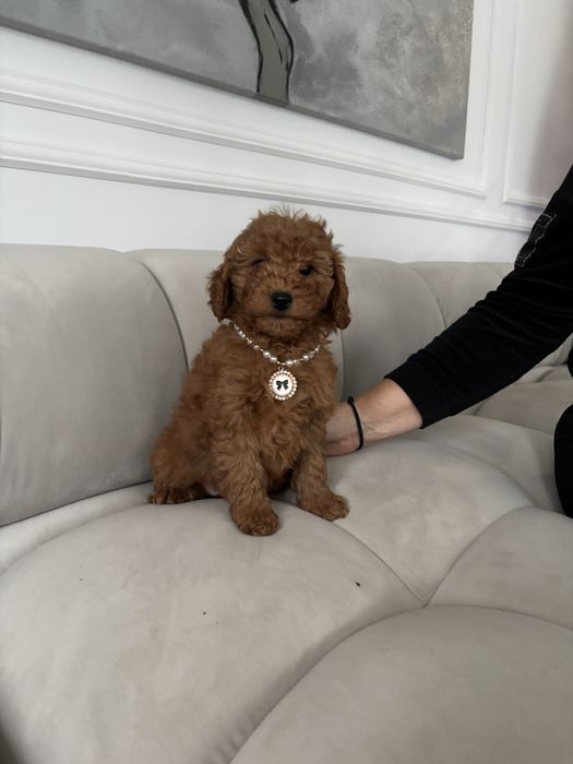 Pudel Mini suczka z rodowodem