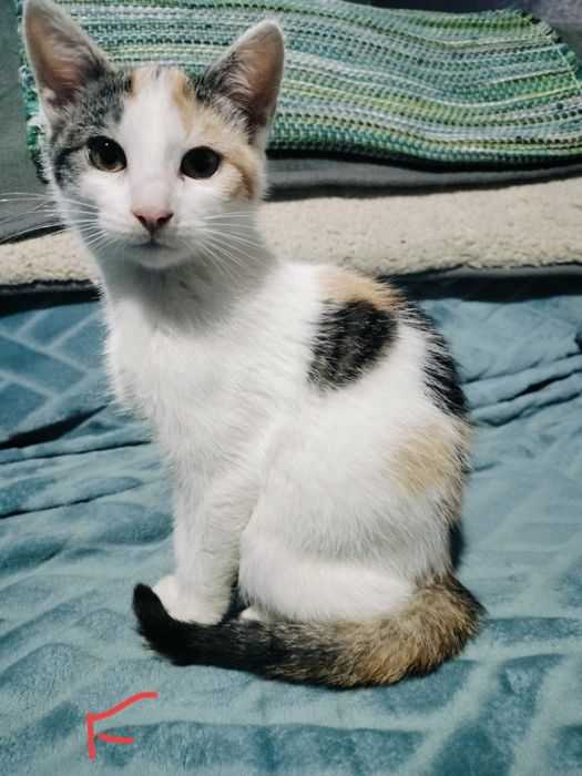 Gatinhos bebés para adoção responsável