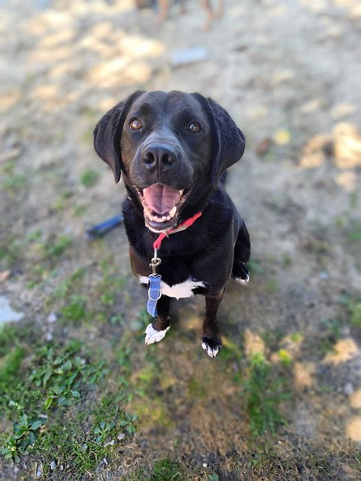 KENZIK radosny, lubi zabawy z psami do adopcji