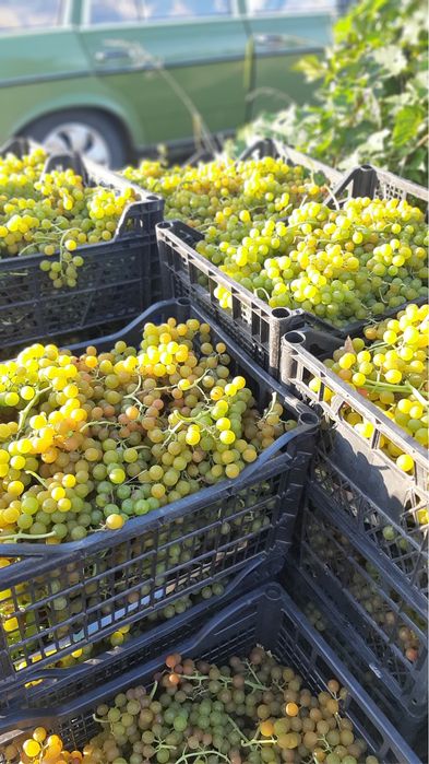 Продам винный сорт винограда Мускат Оттонель!