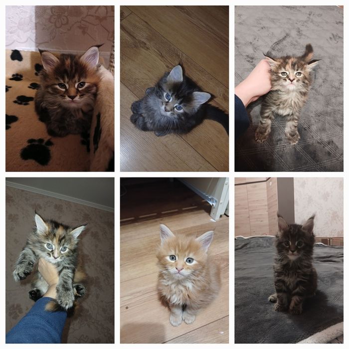 Мейн-кун кошенята