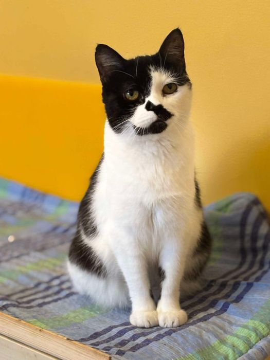 Adolfina - kotka do adopcji!