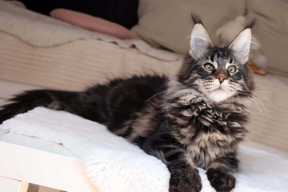 Kochany kocurek maine coon