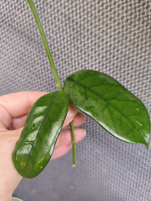 Hoya Globulosa  sadzonka