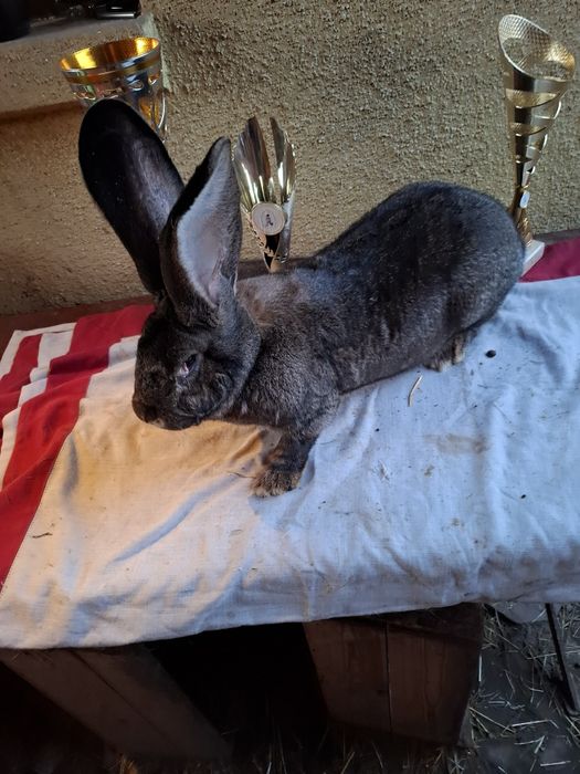 Samiec belgijski szary olbrzym