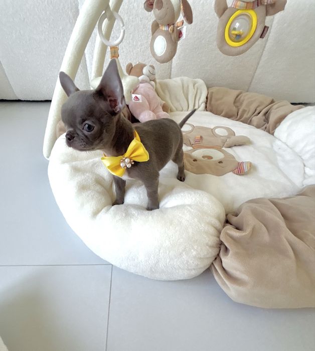 Chihuahua piękna liliowa suczka zarezerwowana