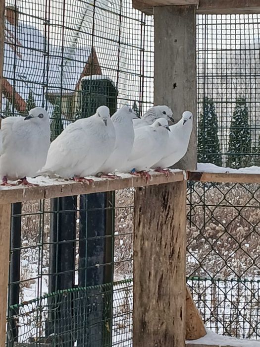 Sprzedam gołębie