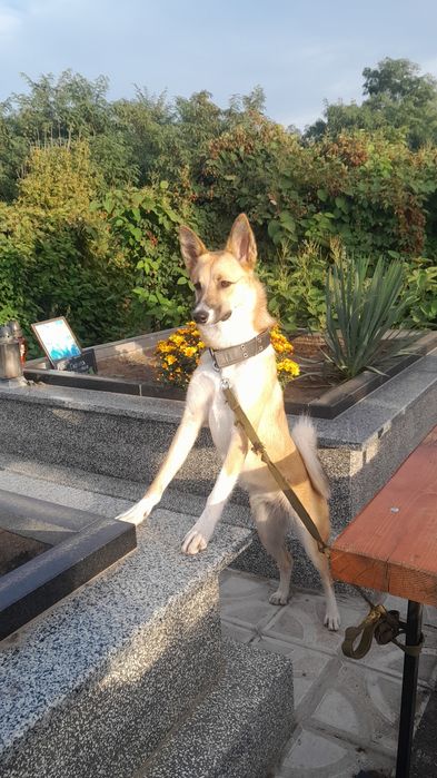 Отдам щенков заподно сибирской лайки