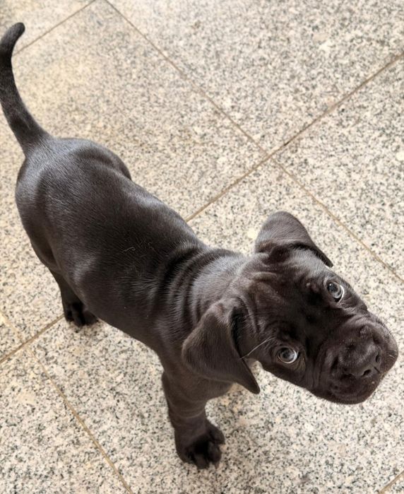 Cane Corso fêmea preta