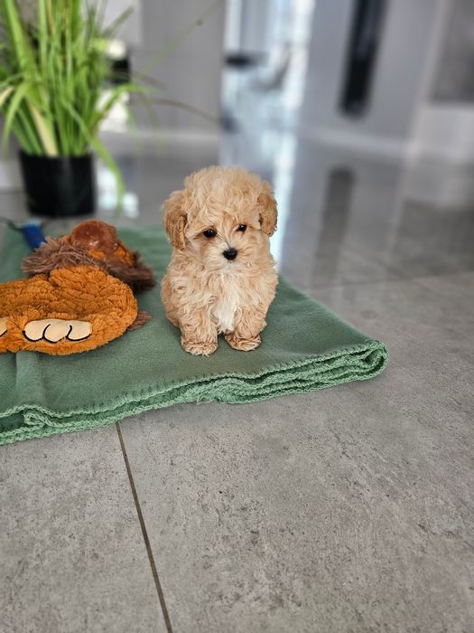 Najpiękniejsza Dziewczynka Maltipoo F1 Zobacz