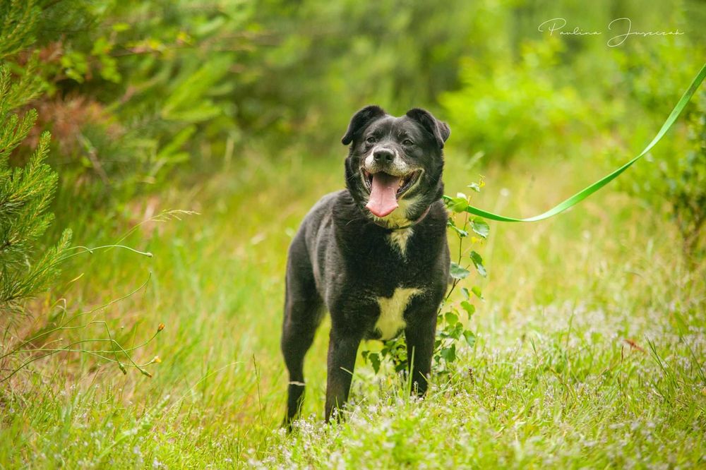 Nie ma drugiego takiego jak on! Michaś do adopcji!