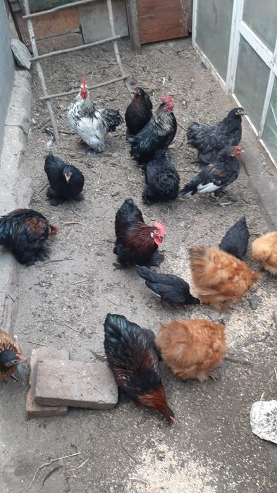 Продам декоративных курочки и петрушки.