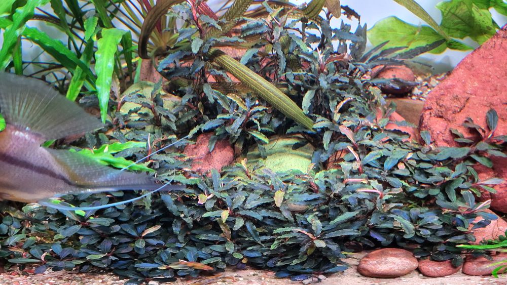 Bucephalandra Theia i Velvet