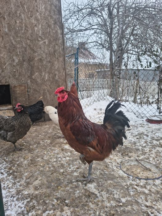 Sprzedam młode koguty