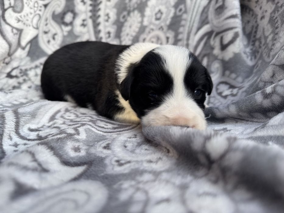 Suczka Border Collie