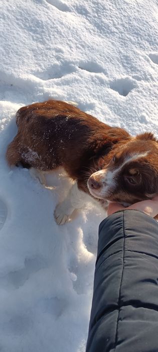 В добрі руки безкоштовно 
Віддається собака — дівчинка, 6 місяців.
Г