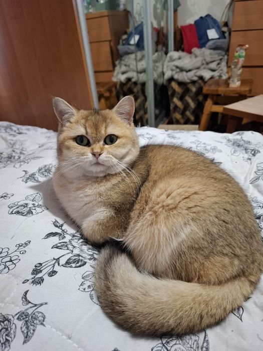 шотланське кошеня