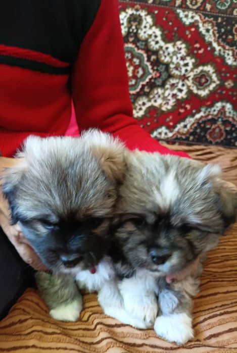 Продам щенят пекінес