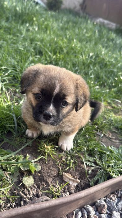 Продам цуценя зхрещене зпекінесом