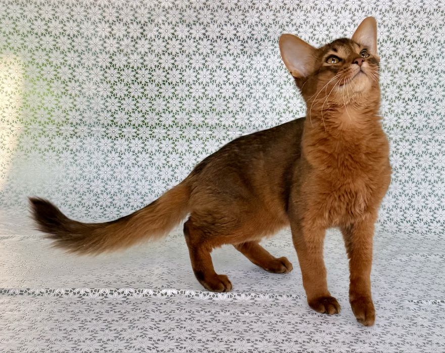 Сомали мальчик Orion