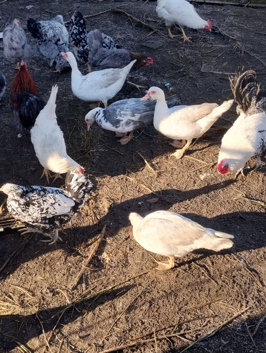 Kaczki pekiński kaczki