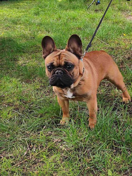 Французький бульдог в'язка