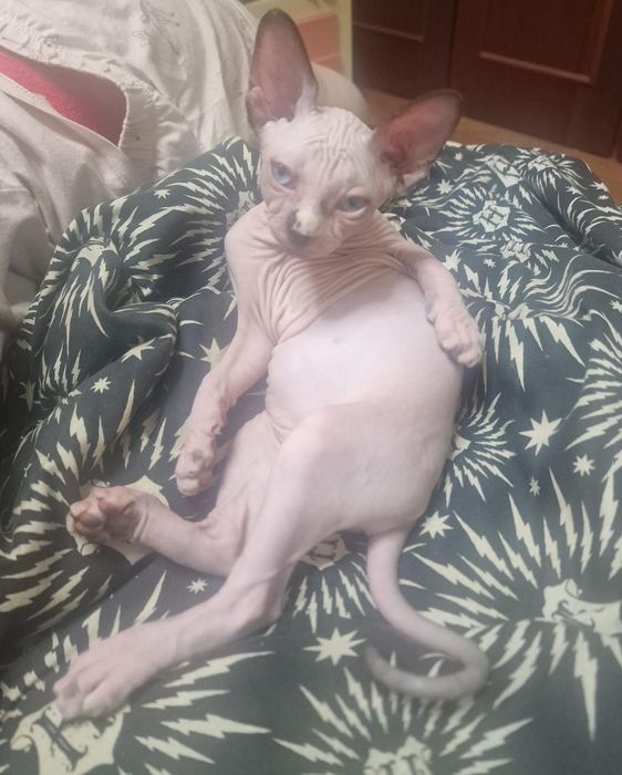 Gatinha sphynx olhos azuis