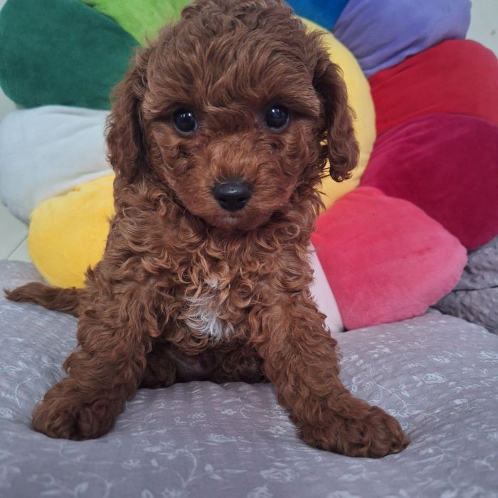 Той пудель хлопчик