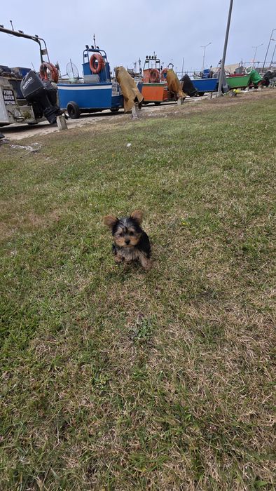 Yorkhire terrier fêmea mini