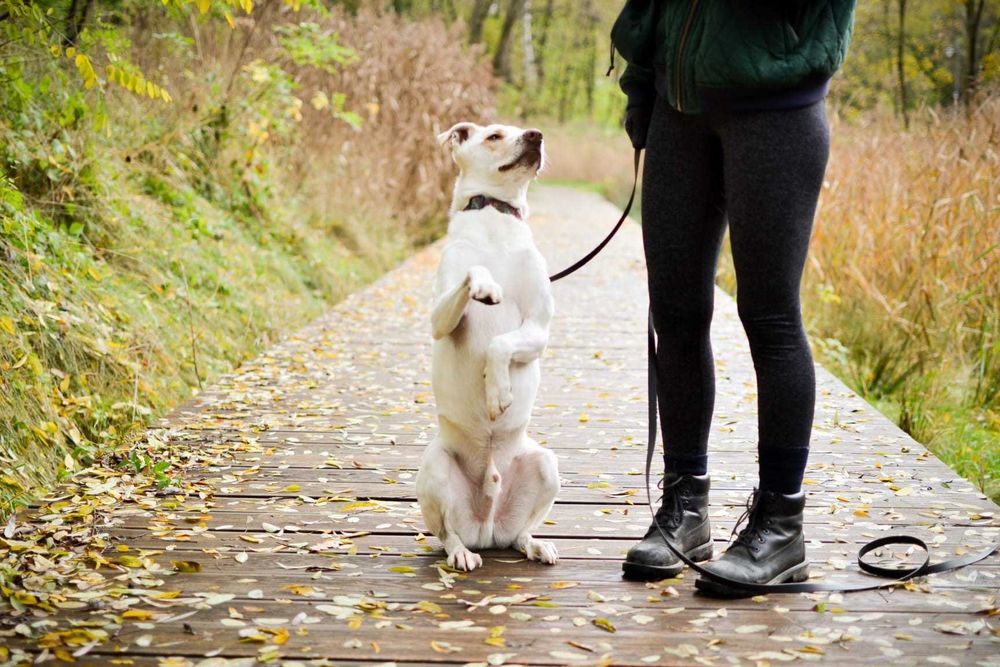 Forest pies ,który potrzebuje spokojnego domu