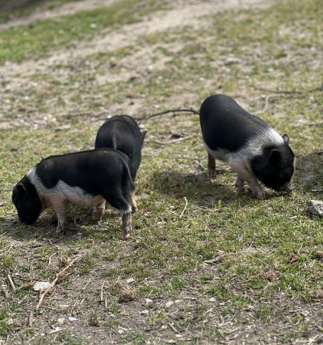 Porcos vietnamitas puros com 2 meses