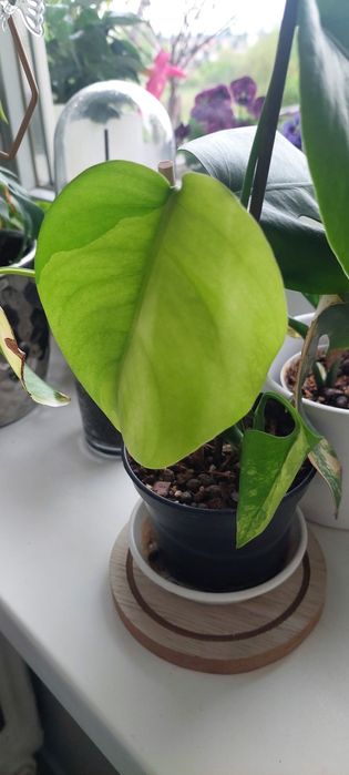 Monstera Marmorata
