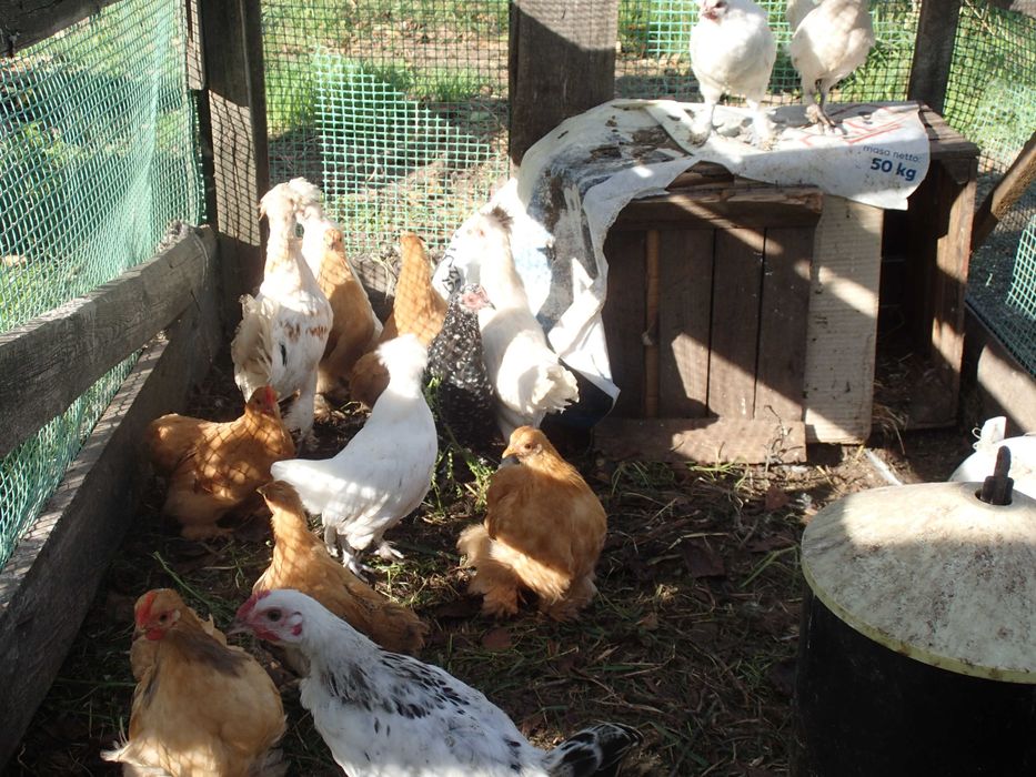 Sprzedam kurki rasowe