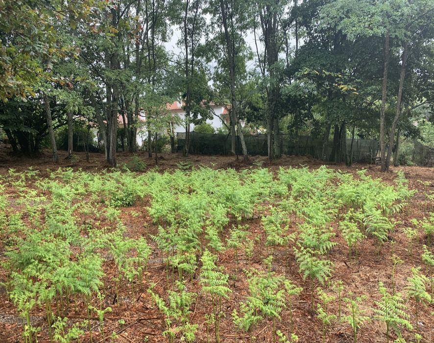 Terreno 900 m² | Excelente Exposição Solar | São Pedro do Sul