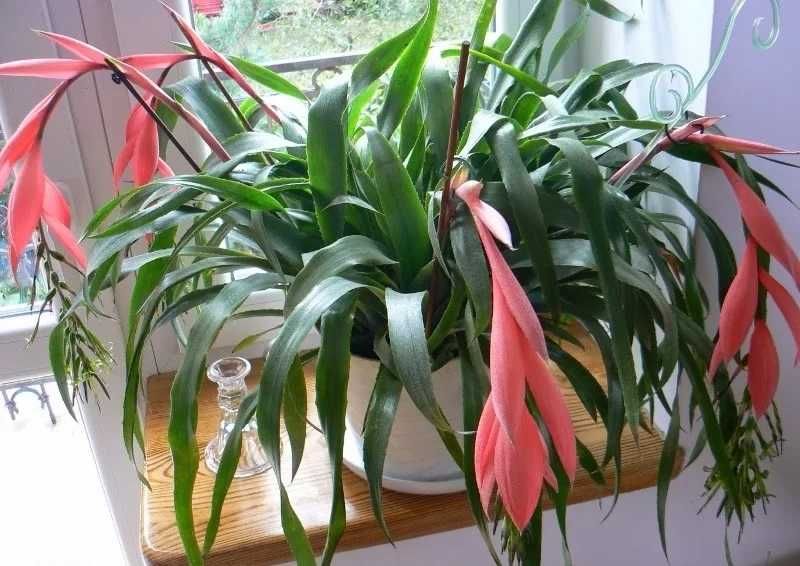 Продам кімнатні квіти