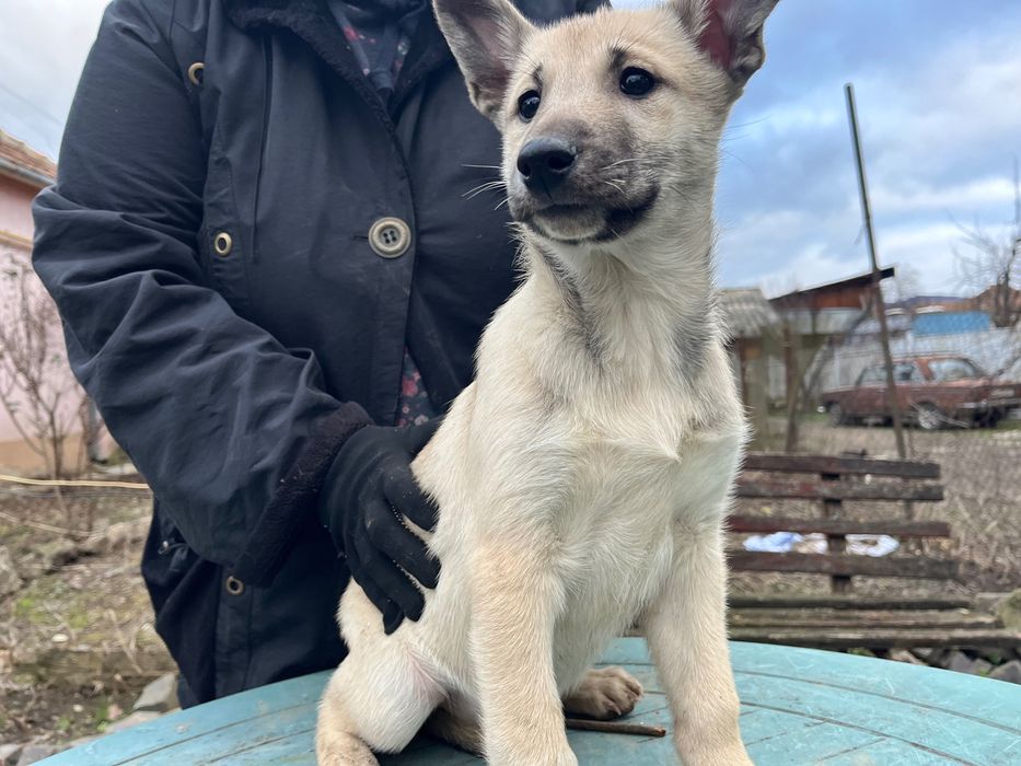 Чудові цуцики шукають дім