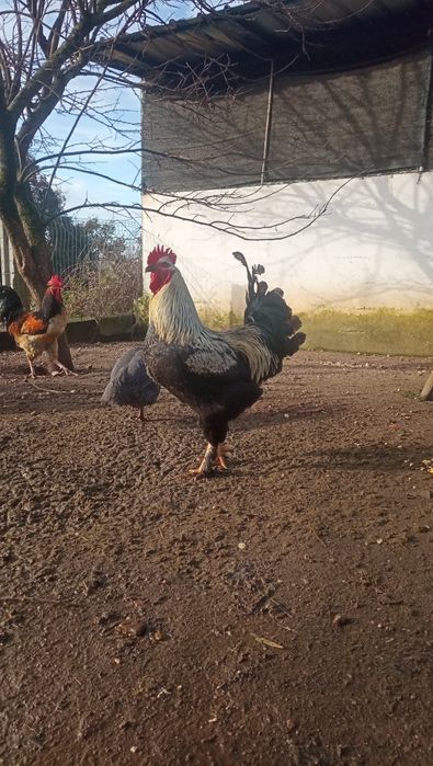 Vendo Galo reprodutor