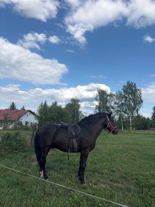 Ogier Śląski 3 lata w starym typie
